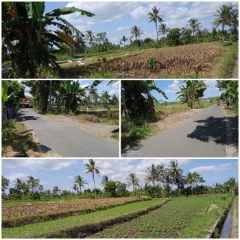 Tanah Sawah Luas 1392 Area Gentan Jalan Kaliurang Km 10 Yogyakarta